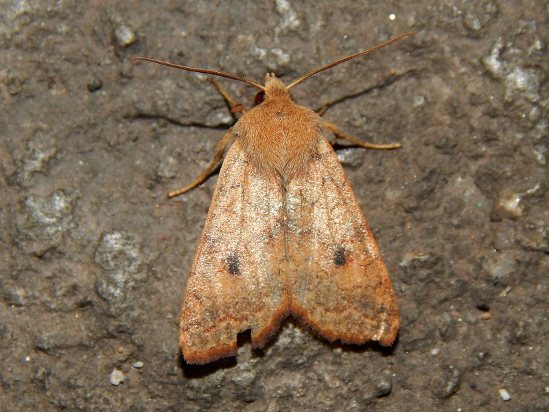 Noctuidae da determinare